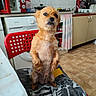 dog, small_dog, sitting, chair, kitchen, appliances, microwave, coffee_maker, washing_machine, tile_floor, curtain, cabinet, countertop, fur, pet, indoor, red_chair, looking_up, domestic, cute