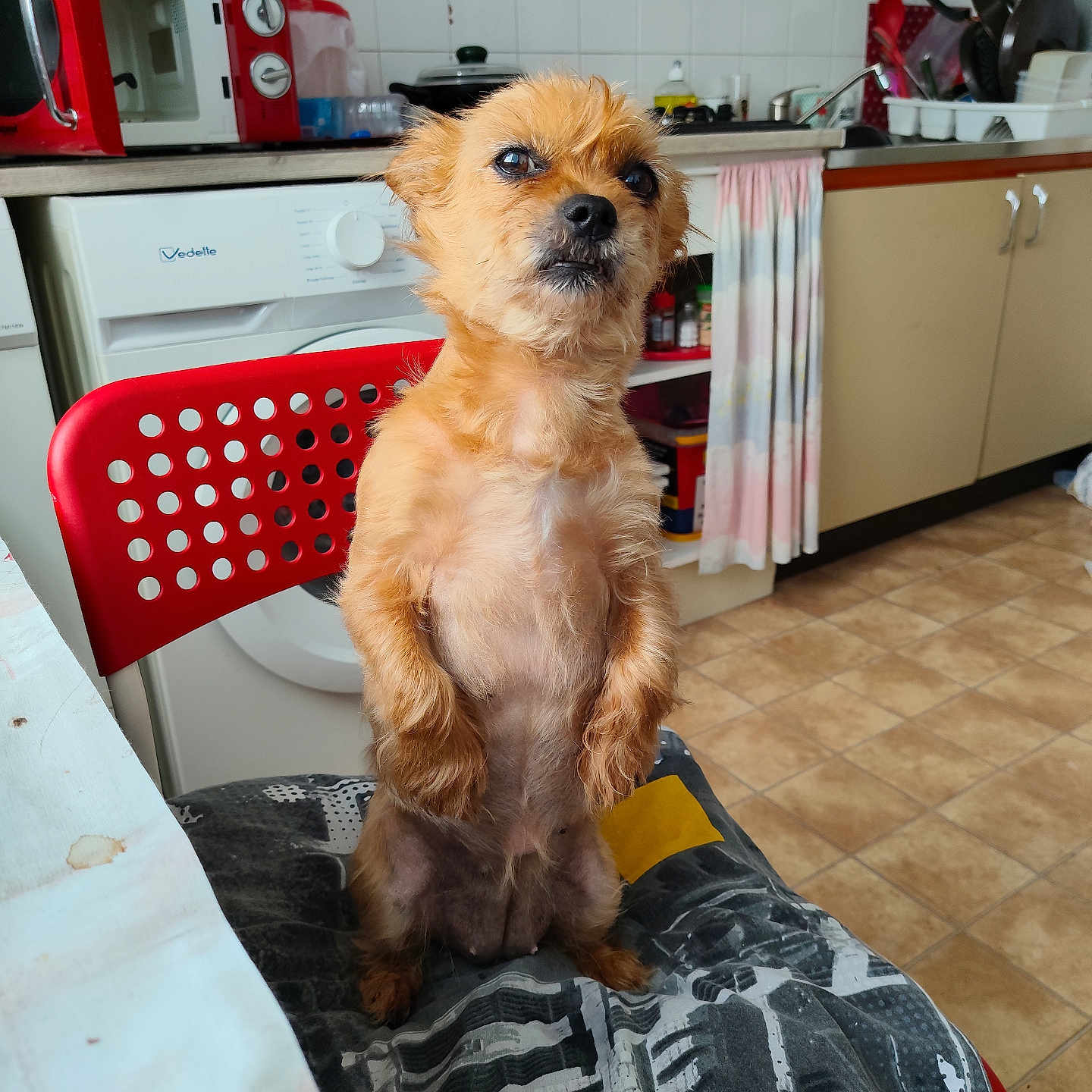 Naya a rejoint le concours — aidez-le/la à gagner de superbes lots ! dog, small_dog, sitting, chair, kitchen, appliances, microwave, coffee_maker, washing_machine, tile_floor, curtain, cabinet, countertop, fur, pet, indoor, red_chair, looking_up, domestic, cute