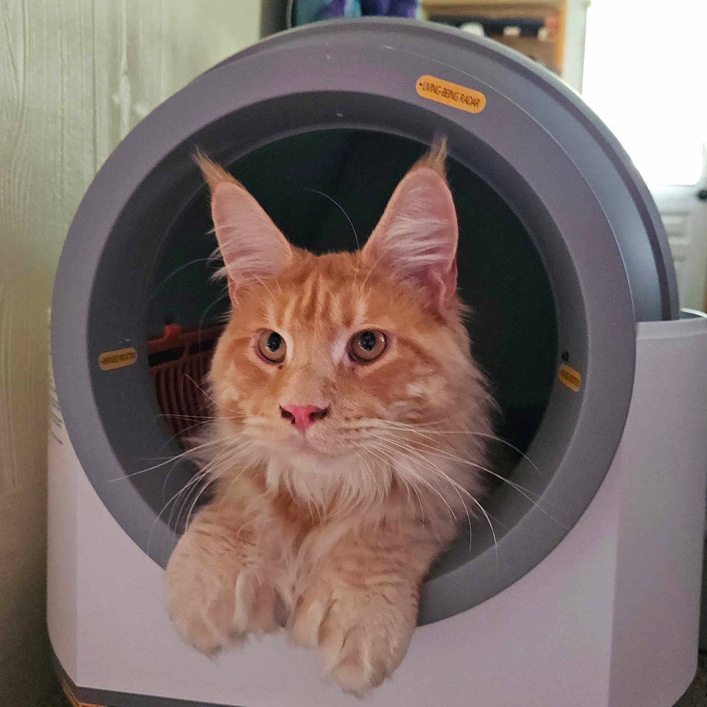 Gimli