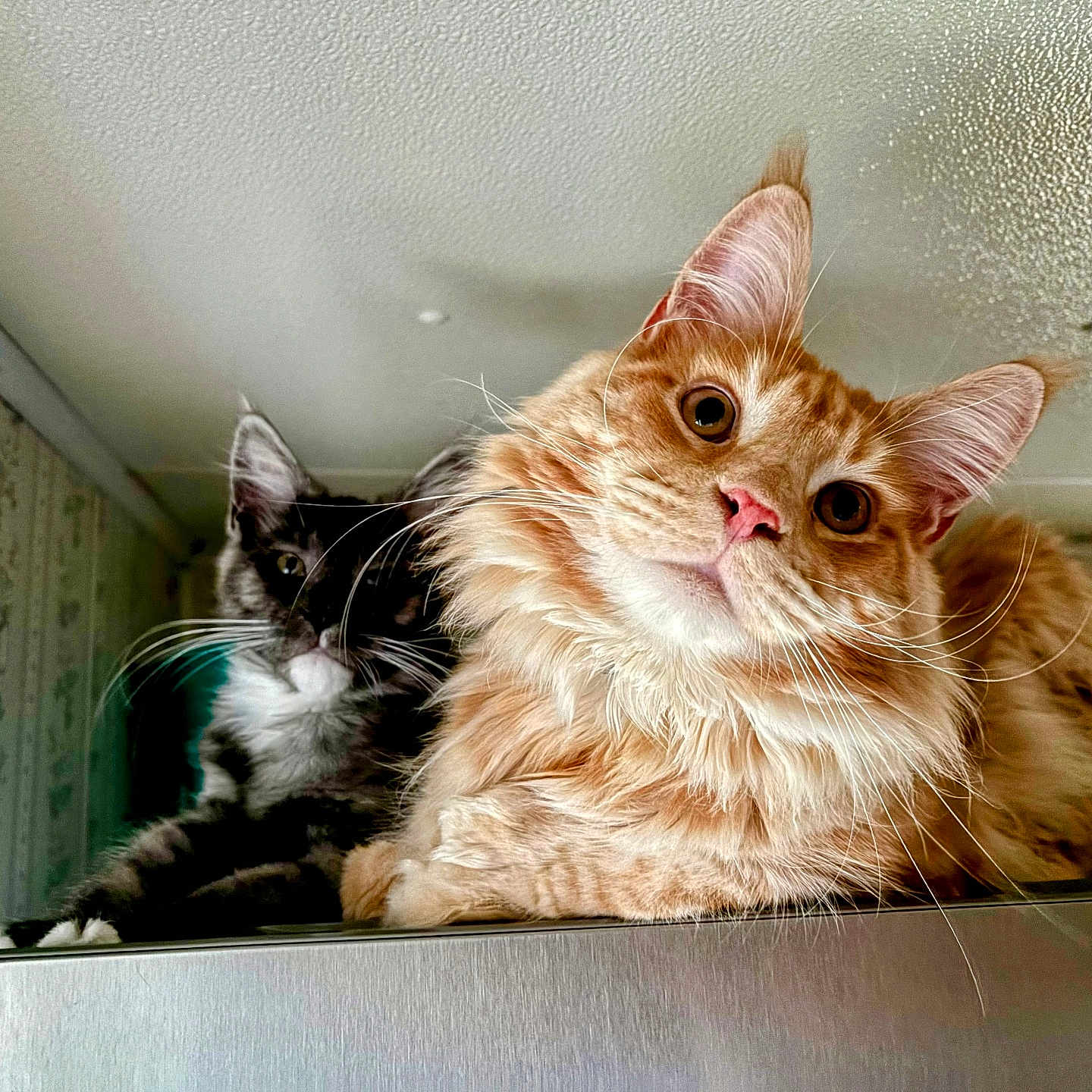 Gimli And Worf