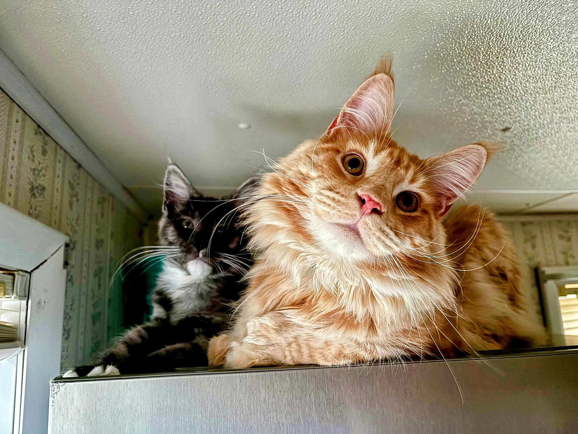 Gimli And Worf