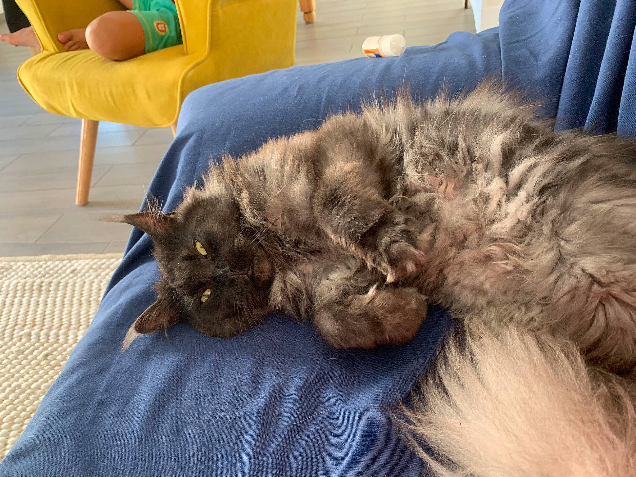 Mystik participe au concours pour gagner de l'argent avec cette photo : british_longhair, british_semi_longhair, canidae, carnivore, cat, comfort, dog_breed, domestic_long_haired_cat, felidae, fur, maine_coon, mammal, nap, nebelung, norwegian_forest_cat, persian, sleep, small_to_medium_sized_cats, sporting_group, whiskers