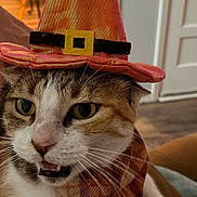 Maggie is registered to the contest to win money with this photo: cat, pet, animal, costume, hat, witch_hat, bandana, orange, white, tabby, indoor, feline, closeup, cute, domestic, whiskers, mouth_open, resting, cozy, home