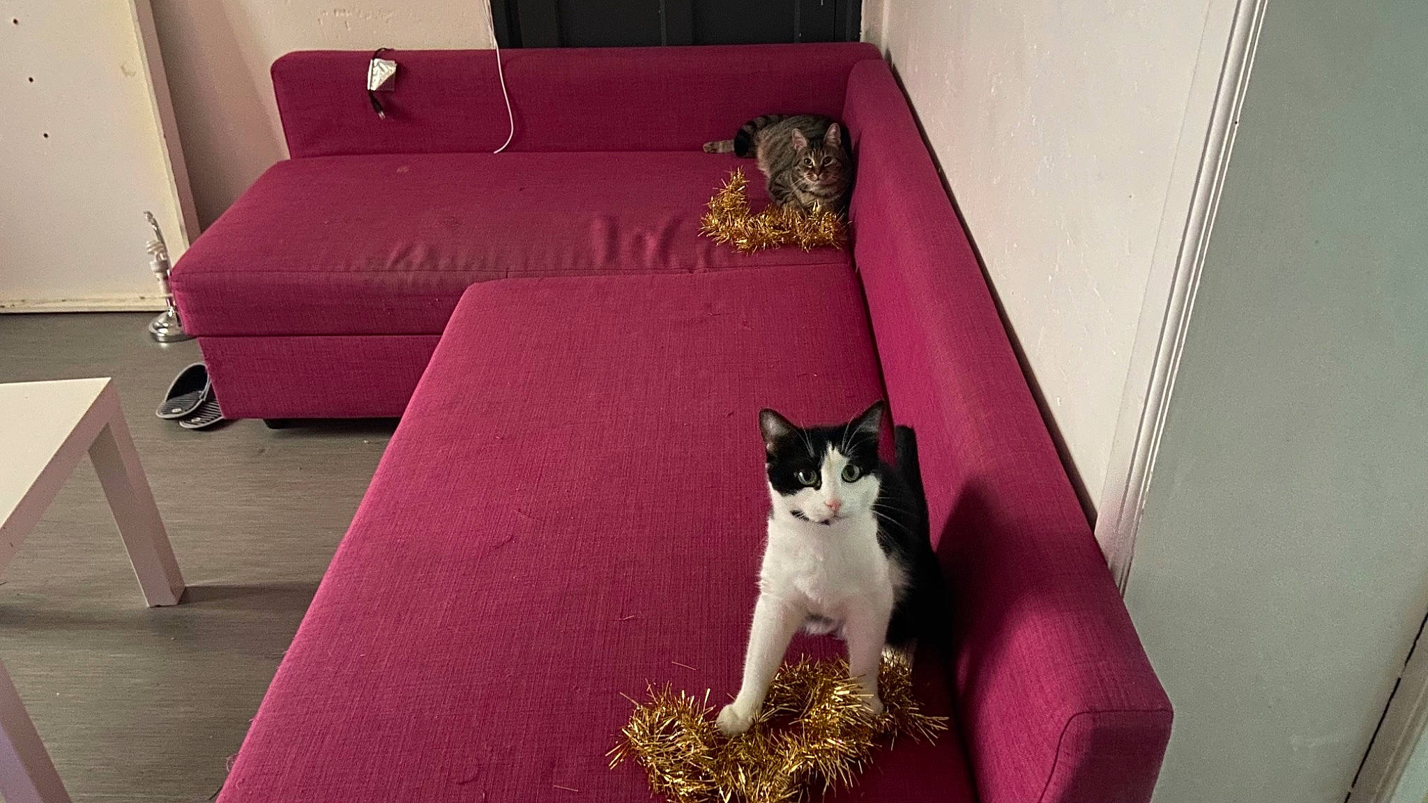 Caramel participe au concours pour gagner de l'argent avec cette photo : carnivore, cat, comfort, couch, felidae, floor, flooring, hardwood, interior_design, magenta, pink, purple, rectangle, red, small_to_medium_sized_cats, studio_couch, violet, wall, whiskers, wood