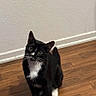 Precious joined the competition — help win amazing prizes! cat, tuxedo_cat, black_and_white, pet, animal, sitting, indoors, wooden_floor, wall, baseboard, portrait, whiskers, ears, eyes, white_paws, white_chest, short_hair, domestic_cat, alert, flooring