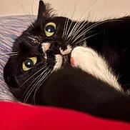 Precious is registered to the contest to win money with this photo: cat, tuxedo_cat, black_and_white, pet, feline, green_eyes, whiskers, pink_nose, paw, lying_down, close_up, portrait, indoor, bed, bedding, cozy, fur, relaxed, playful, red_blanket