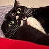 cat, tuxedo_cat, black_and_white, pet, feline, green_eyes, whiskers, pink_nose, paw, lying_down, close_up, portrait, indoor, bed, bedding, cozy, fur, relaxed, playful, red_blanket