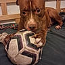 dog, soccer_ball, bed, wooden_headboard, toy, rope_toy, paw, brown_dog, pet, animal, indoor, playful, close_up, snout, fur, ears, resting, focused, chewing, bedroom
