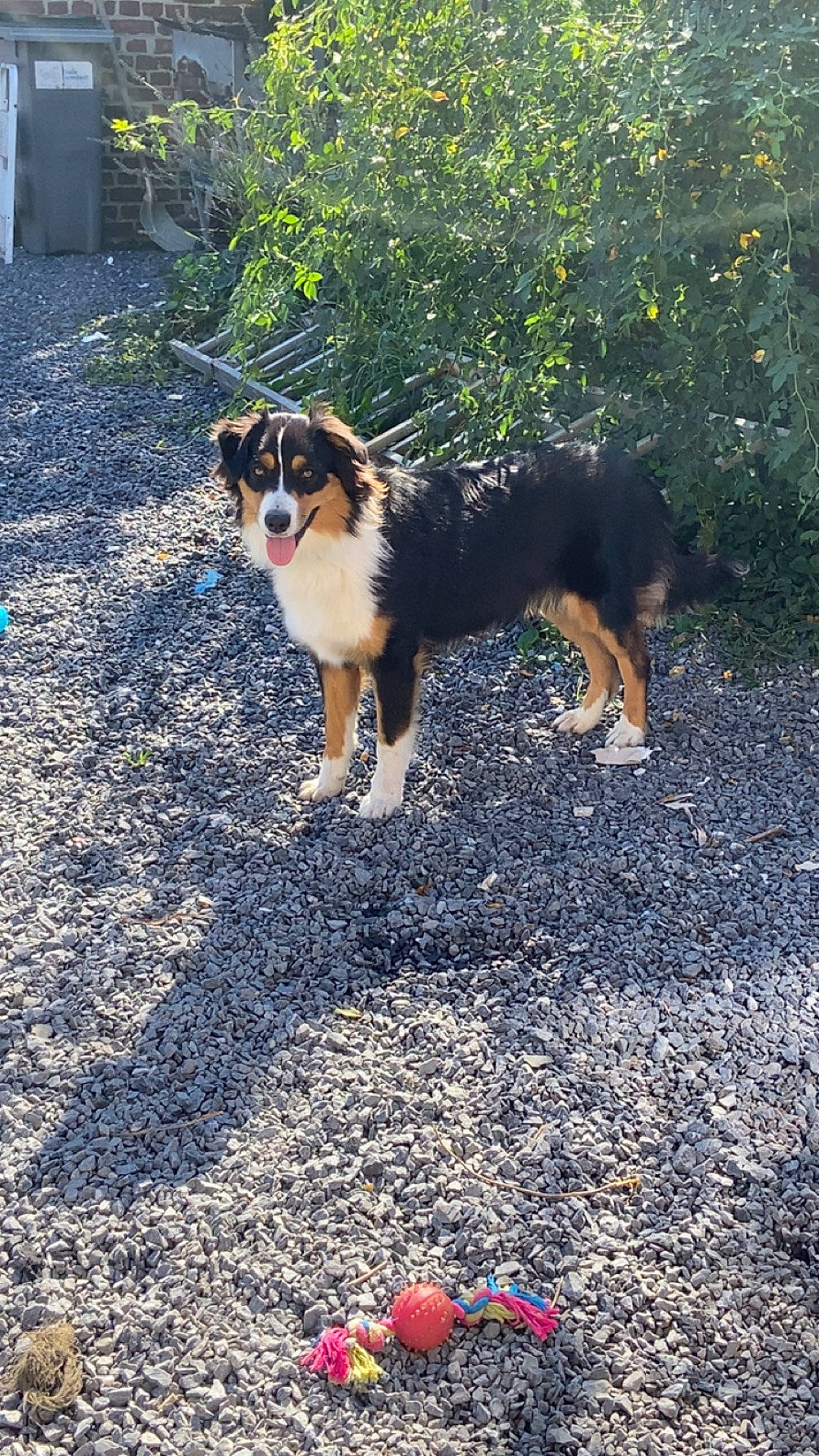 Tékila a rejoint le concours — aidez-le/la à gagner de superbes lots ! asphalt, canidae, carmine, carnivore, companion_dog, coquelicot, dog, dog_breed, foot, grass, herding_dog, plant, road_surface, shadow, soil, sporting_group, sunlight, tail, tints_and_shades, working_dog
