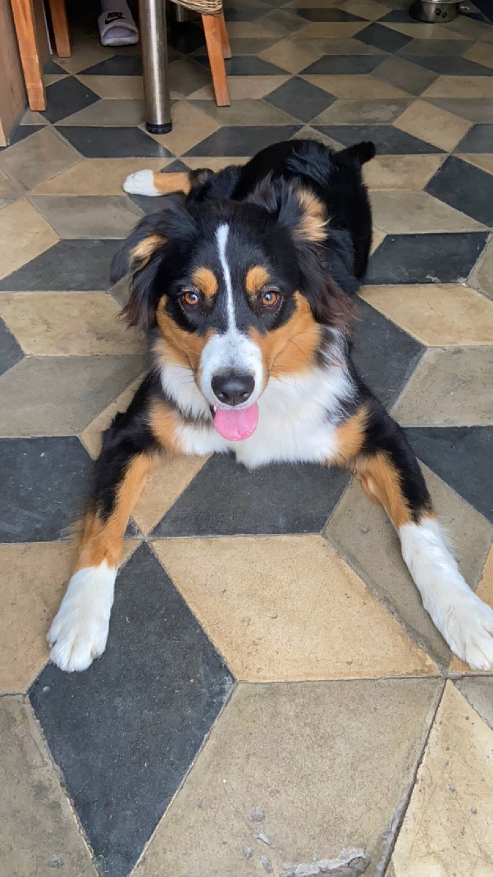 Tékila participe au concours pour gagner de l'argent avec cette photo : bernese_mountain_dog, biting, canidae, carnivore, companion_dog, dog, dog_breed, flooring, fur, paw, road_surface, snout, sporting_group, tail, working_dog