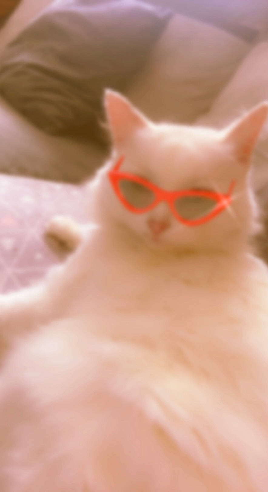 Boudin participe au concours pour gagner de l'argent avec cette photo : carmine, carnivore, cat, close_up, domestic_short_haired_cat, ear, eye, eyewear, fawn, felidae, fur, gesture, head, nose, paw, peach, small_to_medium_sized_cats, snout, tail, whiskers