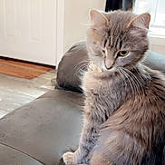 Ellie is registered to the contest to win money with this photo: cat, gray_cat, feline, pet, indoor, couch, leather, living_room, window, door, fur, whiskers, collar, domestic_animal, sitting, side_view, cute, animal, household, relaxed