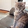 cat, gray_cat, feline, pet, indoor, couch, leather, living_room, window, door, fur, whiskers, collar, domestic_animal, sitting, side_view, cute, animal, household, relaxed