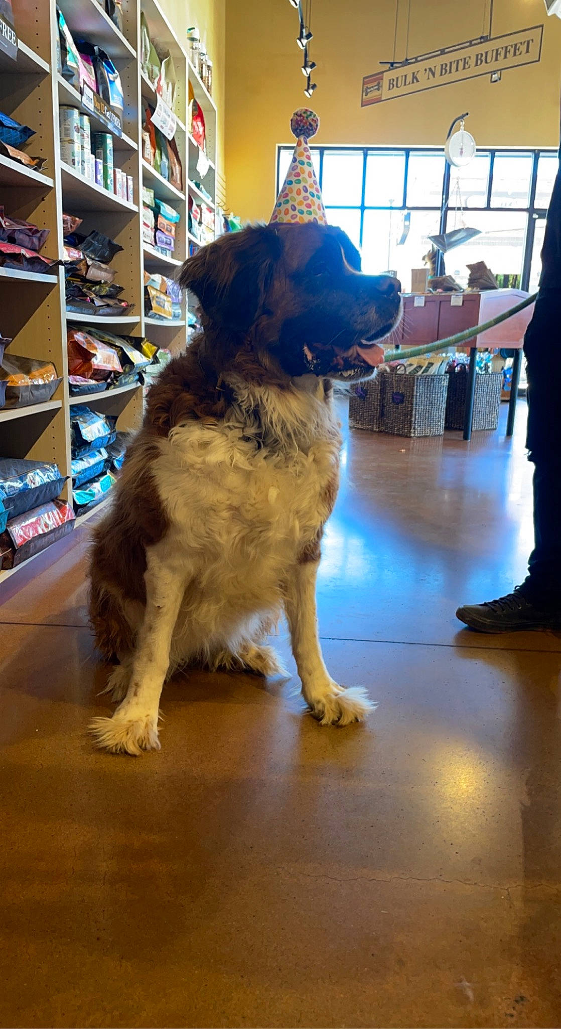 Lillie joined the competition — help win amazing prizes! bookcase, canidae, carnivore, chair, companion_dog, dog, dog_breed, floor, flooring, fur, hardwood, herding_dog, publication, shelf, shelving, snout, sporting_group, tail, wood, working_animal