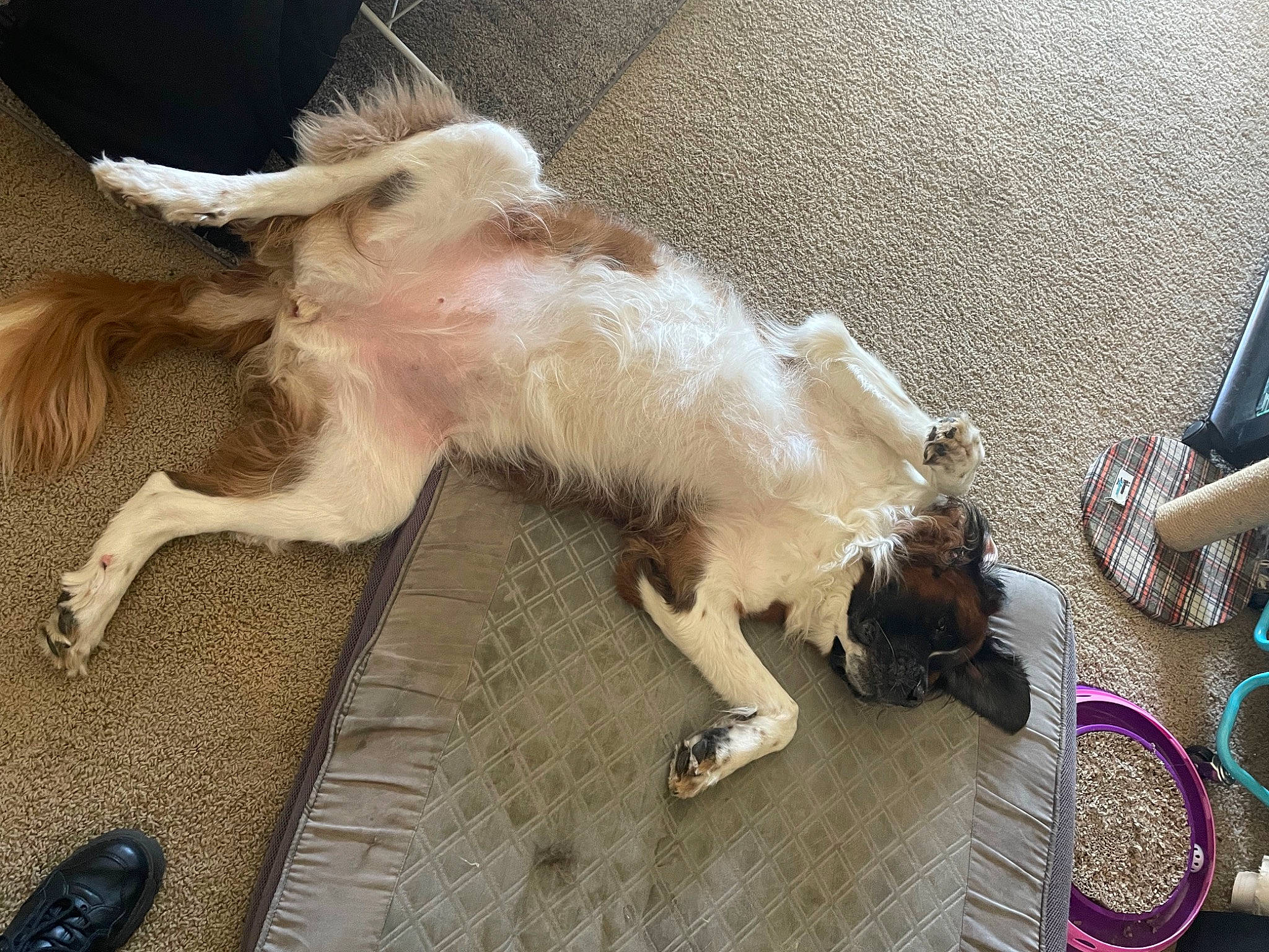 Lillie joined the competition — help win amazing prizes! bag, canidae, carnivore, claw, companion_dog, dog_breed, fawn, felidae, flooring, fur, goat, goat_antelope, goats, livestock, small_to_medium_sized_cats, snout, sporting_group, tail, terrestrial_animal, working_animal