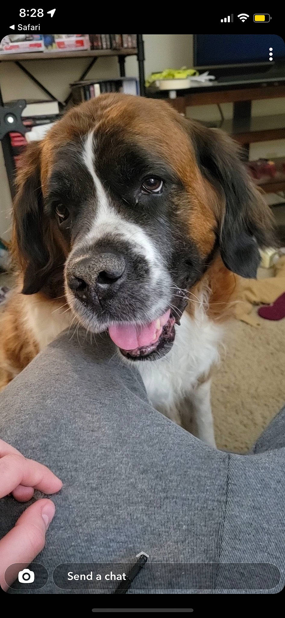 Lillie is registered to the contest to win money with this photo: canidae, carnivore, collar, companion_dog, dog, dog_breed, door, fur, giant_dog_breed, recipe, snout, sporting_group, whiskers, working_dog