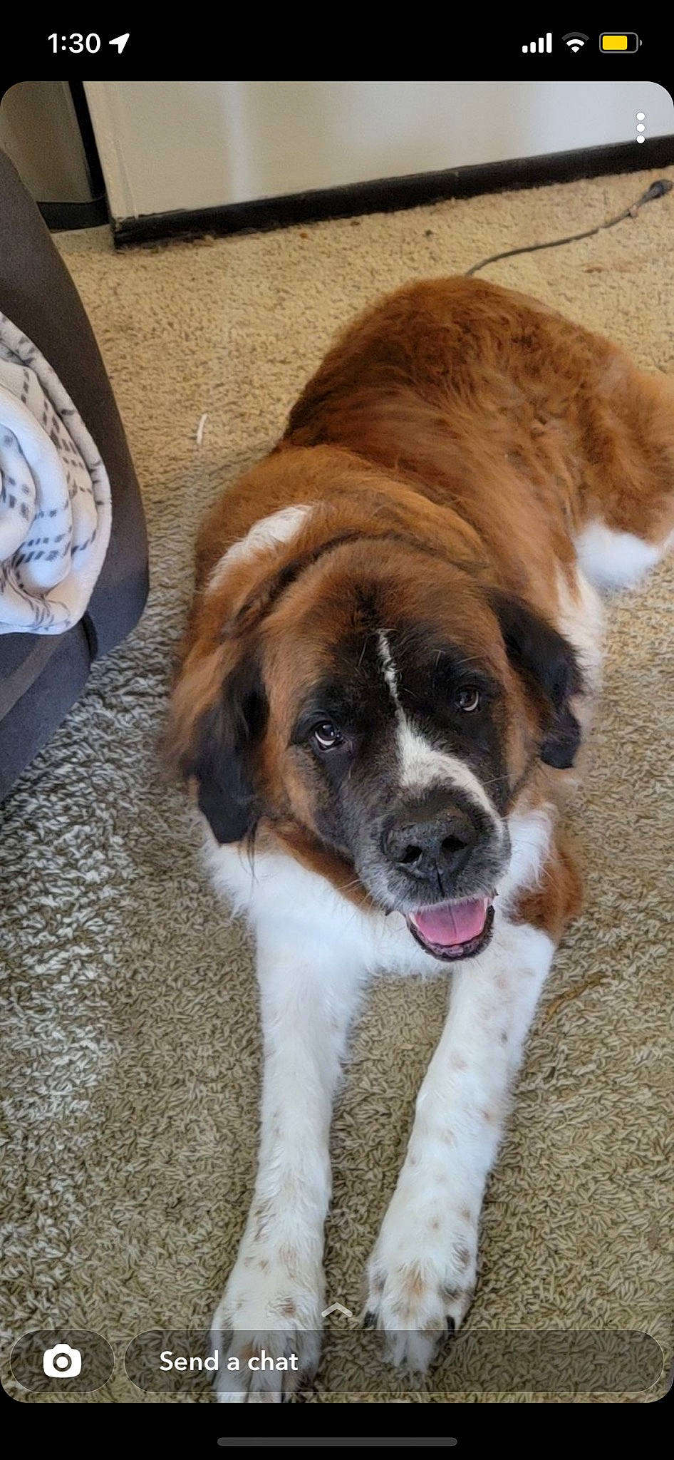 Lillie joined the competition — help win amazing prizes! bored, canidae, carnivore, collar, companion_dog, dog, dog_breed, door, eye, fawn, flooring, fur, moscow_watchdog, snout, sporting_group, tail, terrestrial_animal, whiskers, working_dog, wrinkle