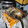 cat, tabby, pizza_boxes, kitchen, countertop, sink, toaster_oven, knives, playful, paw, relaxed, orange, stack, domestic, indoor, pet, curious, claws, fur, animal
