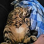 cat, sleeping, tabby, feline, pet, blanket, plaid, cozy, fur, paw, whiskers, relaxation, indoor, couch, human_arm, rest, cute, domestic_animal, napping, comfort