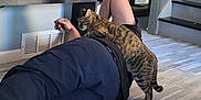 Lady Remington joined the competition — help win amazing prizes! cat, tabby_cat, person, lying_down, floor, indoor, staircase, bookshelf, dvds, fireplace, wood_floor, modern_interior, relaxation, pet, affection, home, casual_clothing, black_pants, light, window