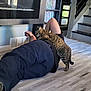 cat, tabby_cat, person, lying_down, floor, indoor, staircase, bookshelf, dvds, fireplace, wood_floor, modern_interior, relaxation, pet, affection, home, casual_clothing, black_pants, light, window
