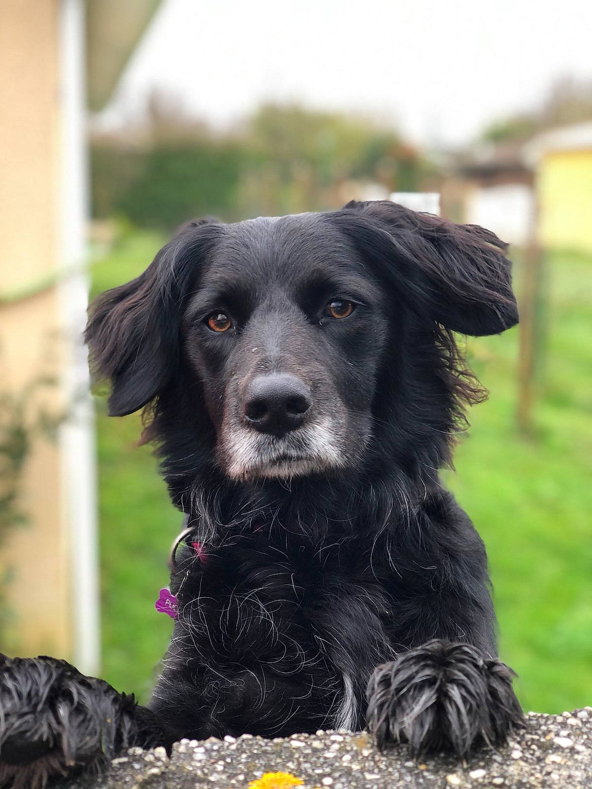 Milka a rejoint le concours — aidez-le/la à gagner de superbes lots ! borador, canidae, carnivore, collar, companion_dog, dog, dog_breed, dog_collar, fur, grass, gun_dog, hunting_dog, plant, retriever, snout, sporting_group, terrestrial_animal, whiskers, working_animal, working_dog