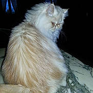 Dina a rejoint le concours — aidez-le/la à gagner de superbes lots ! cat, fluffy, cream_color, marble_surface, grumpy_expression, indoor, pet, animal, feline, fur, sitting, looking_back, whiskers, ears, tail, dim_light, close_up, domestic_cat, portrait, furry