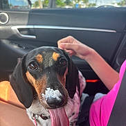 Judy Ann joined the competition — help win amazing prizes! dog, tongue_out, car_interior, dog_nose, cream_on_nose, pet, black_and_tan, seatbelt, person_arm, pink_shirt, window, daylight, sky, greenery, car_door, happy, playful, closeup, sitting, animal