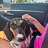 dog, tongue_out, car_interior, dog_nose, cream_on_nose, pet, black_and_tan, seatbelt, person_arm, pink_shirt, window, daylight, sky, greenery, car_door, happy, playful, closeup, sitting, animal