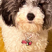 Princesa joined the competition — help win amazing prizes! dog, curly_fur, fluffy, pet, indoor, wooden_floor, collar, tag, cute, small_dog, white_fur, black_fur, animal, canine, companion, portrait, looking_up, domestic, friendly, young_dog