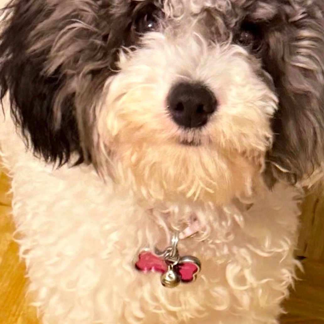 Princesa joined the competition — help win amazing prizes! dog, curly_fur, fluffy, pet, indoor, wooden_floor, collar, tag, cute, small_dog, white_fur, black_fur, animal, canine, companion, portrait, looking_up, domestic, friendly, young_dog