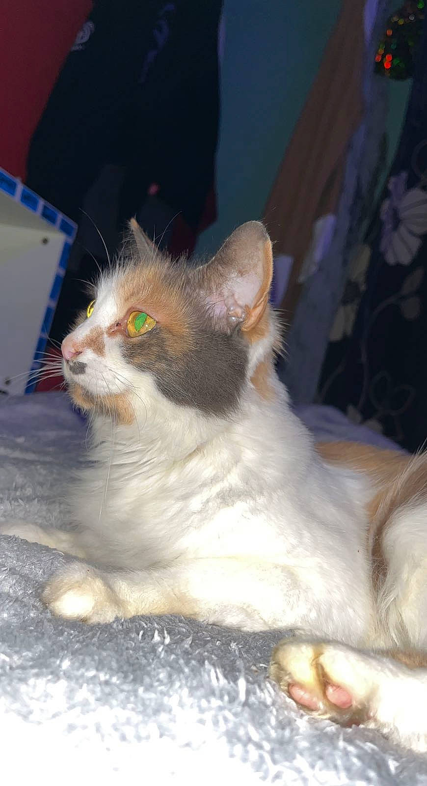 Myrtle joined the competition — help win amazing prizes! carnivore, cat, claw, domestic_short_haired_cat, fawn, felidae, fur, paw, small_to_medium_sized_cats, snout, tail, whiskers