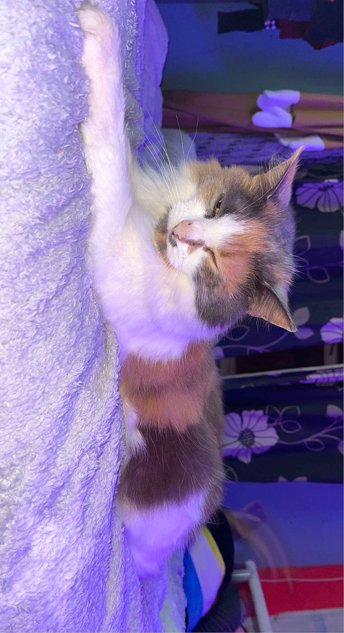 Myrtle joined the competition — help win amazing prizes! blue, carnivore, cat, claw, domestic_short_haired_cat, electric_blue, fawn, felidae, fur, gesture, paw, photo_caption, purple, small_to_medium_sized_cats, snout, tail, thai, violet, whiskers, wildlife