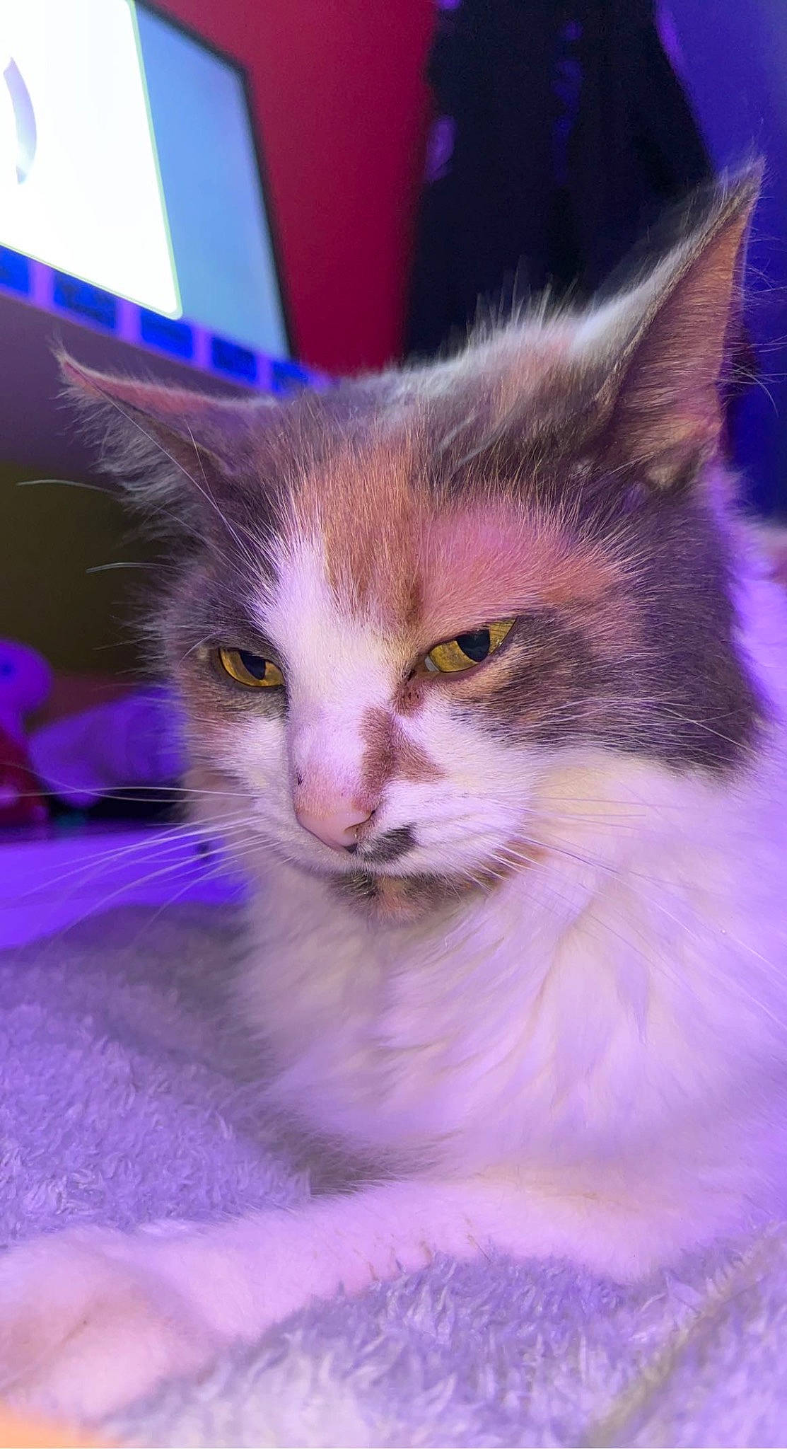 Myrtle joined the competition — help win amazing prizes! art, carnivore, cat, close_up, domestic_short_haired_cat, electric_blue, felidae, fur, magenta, small_to_medium_sized_cats, snout, whiskers