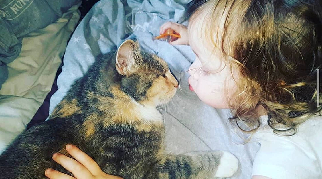 Kitkat joined the competition — help win amazing prizes! carnivore, cat, claw, comfort, companion_dog, dog_breed, domestic_short_haired_cat, ear, felidae, fur, gesture, happy, lap, mammal, paw, small_to_medium_sized_cats, snout, toddler, vertebrate, whiskers