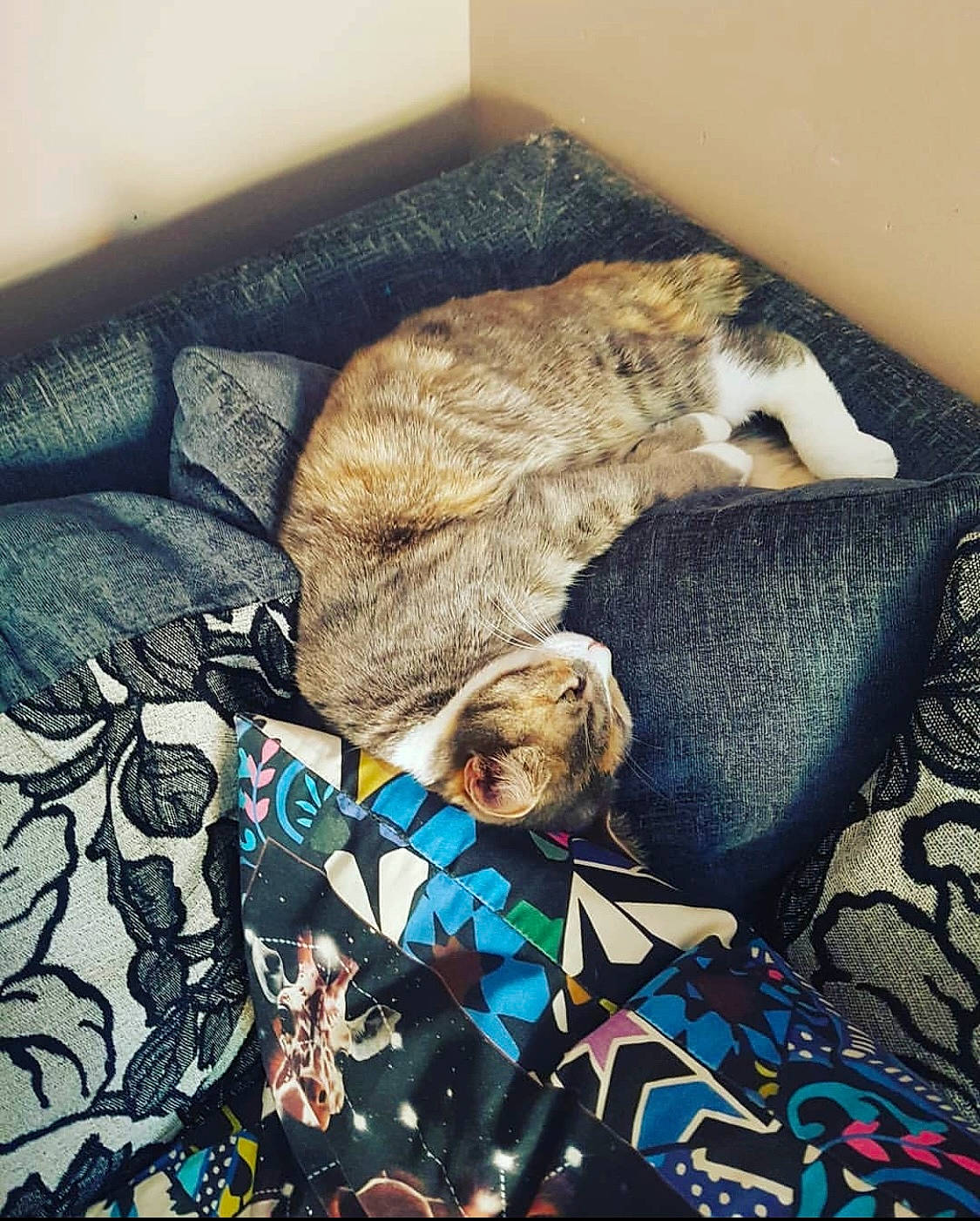 Kitkat joined the competition — help win amazing prizes! art, carnivore, comfort, companion_dog, dog_breed, felidae, fur, hat, linens, meerkat, pattern, room, sleeve, small_to_medium_sized_cats, sporting_group, tail, terrestrial_animal, textile, toy, whiskers