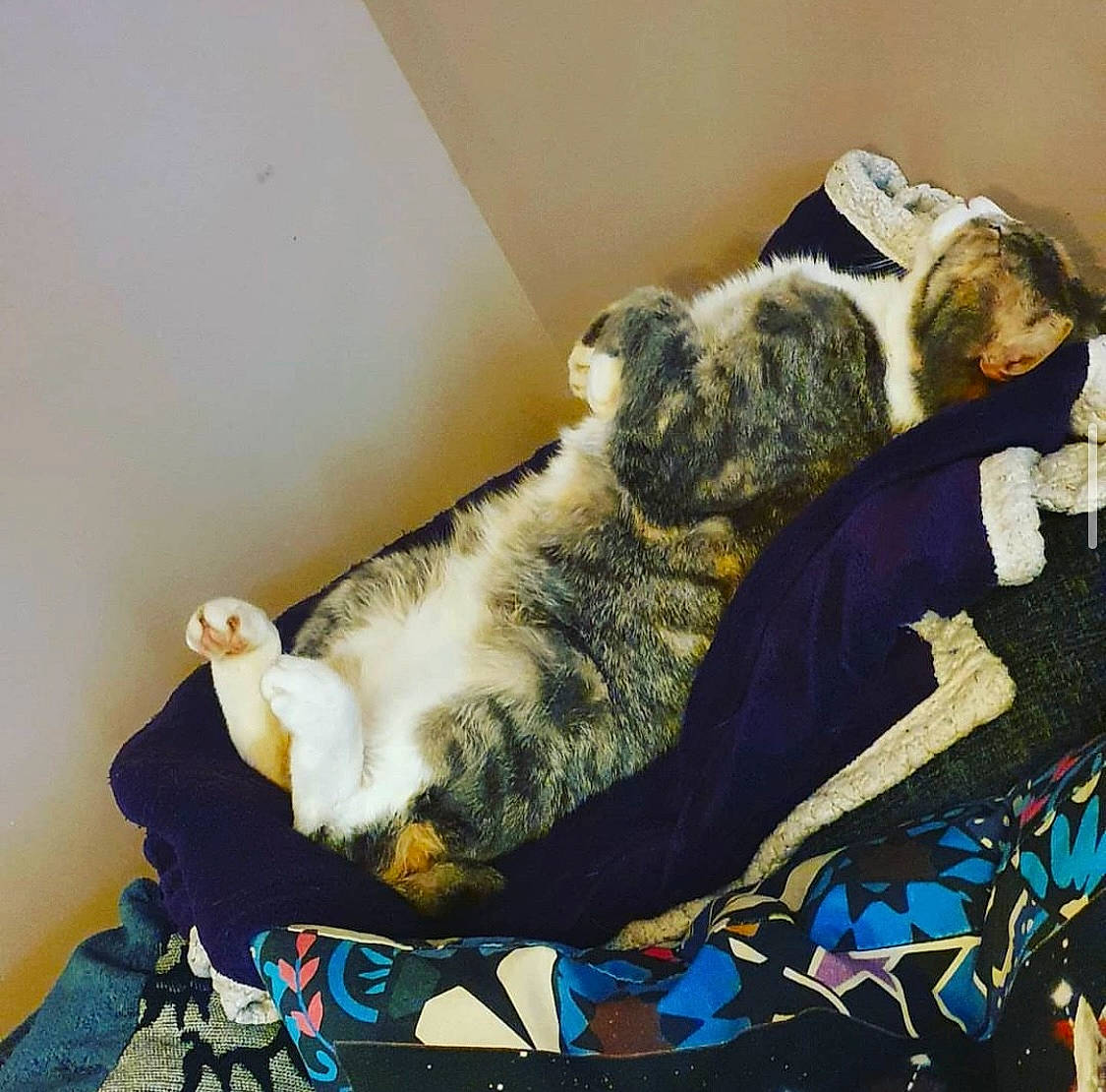 Kitkat is registered to the contest to win money with this photo: bag, bed, bed_sheet, bedding, carnivore, cat, claw, comfort, companion_dog, domestic_short_haired_cat, felidae, fur, linens, luggage_and_bags, nap, paw, room, small_to_medium_sized_cats, tail, whiskers