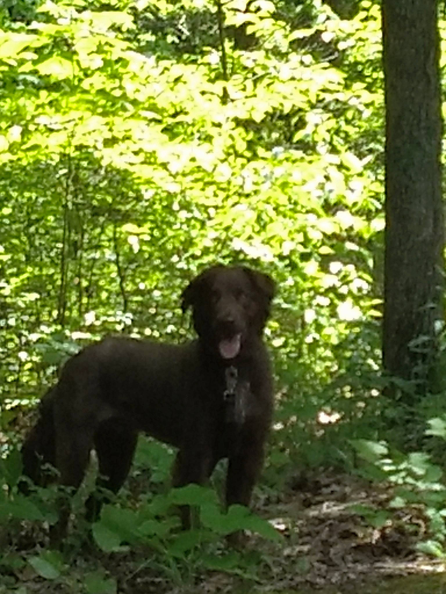 Loki joined the competition — help win amazing prizes! carnivore, companion_dog, dog, dog_breed, fawn, forest, grass, gun_dog, jungle, liver, plant, retriever, sporting_group, tail, temperate_broadleaf_and_mixed_forest, terrestrial_animal, terrestrial_plant, tree, woodland, working_animal
