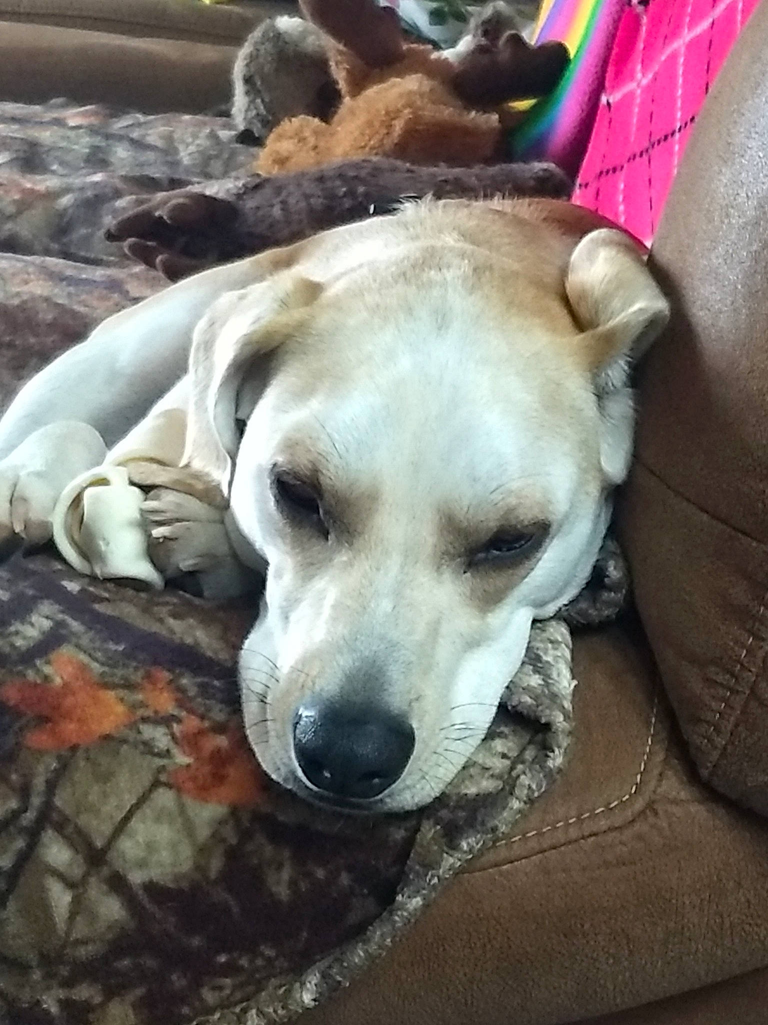 Loki is registered to the contest to win money with this photo: canidae, carnivore, chair, collar, companion_dog, dog, dog_breed, dog_collar, dog_supply, fawn, fur, mammal, non_sporting_group, pet_supply, puppy, sporting_group, whiskers, working_animal