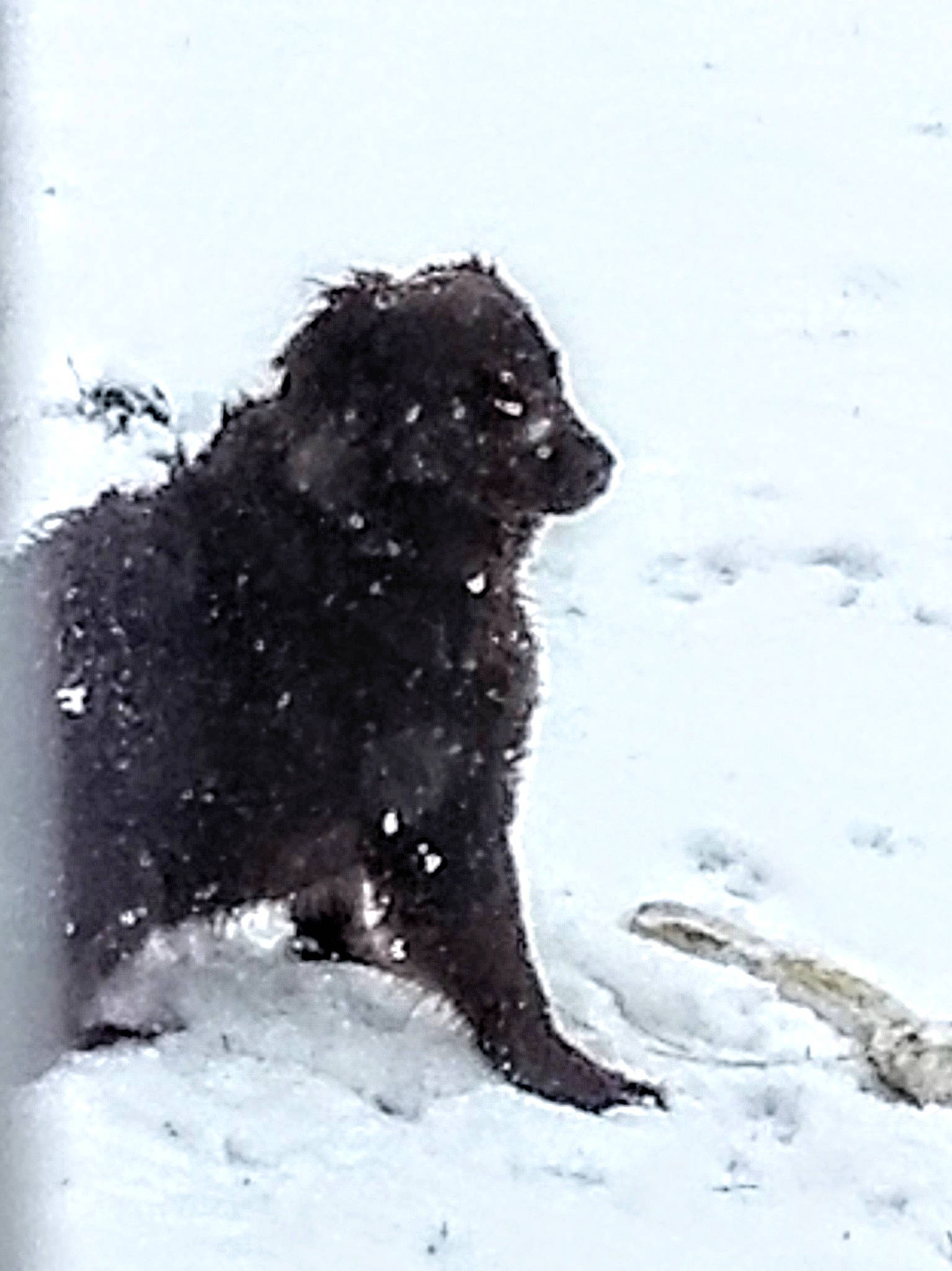 Loki is registered to the contest to win money with this photo: art, canidae, carnivore, dog, dog_breed, event, freezing, fur, hunting_dog, non_sporting_group, precipitation, snout, snow, sporting_group, terrestrial_animal, toy, water_dog, winter, working_animal