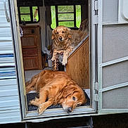 Ruger joined the competition — help win amazing prizes! animal, camper, carpet, clock, dog, doorway, fur, golden_retriever, greenery, home, indoors, kitchen, outdoors, pet, relaxing, resting, stairs, step, window, wood