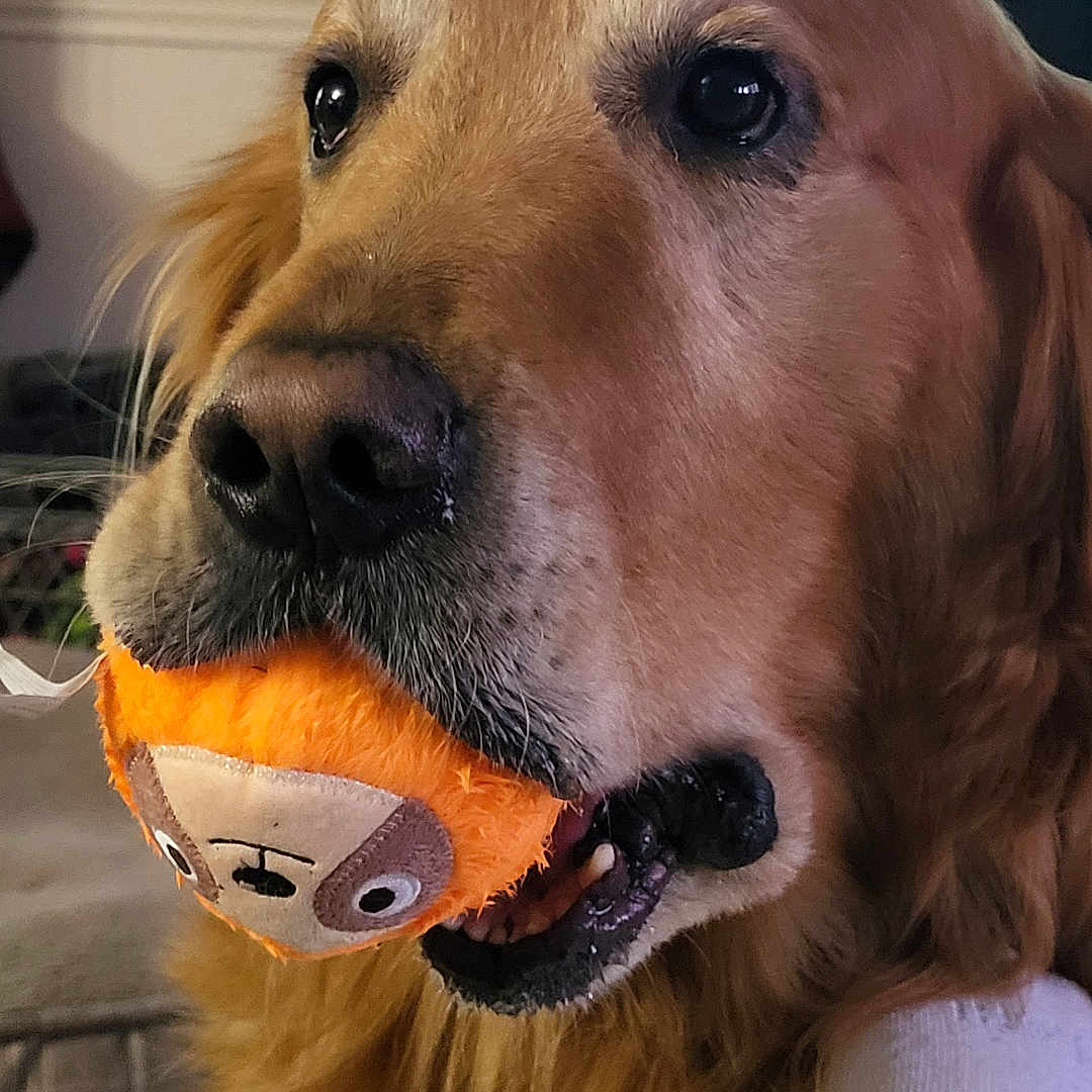 Ruger