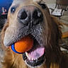 Ruger is registered to the contest to win money with this photo: animal, ball, blurred_background, canine, close_up, companion, dog, domestic, furniture, golden_retriever, happy, household, indoor, living_room, mouth, nose, pet, playful, television, tongue