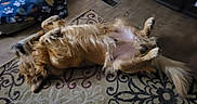 Ruger joined the competition — help win amazing prizes! animal, belly_up, canine, companion, cute, dog, dog_bed, domestic, fluffy, fur, golden_retriever, indoor, lying_down, patterned_rug, paw_prints, pet, relaxed, rug, tail, wood_floor