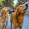 Ruger is registered to the contest to win money with this photo: animal, backyard, canine, companions, curious, daylight, deck, dog, fence, fur, golden_retriever, house, looking_up, nature, outdoor, pet, porch, trees, two_animals, wooden_floor