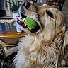 animal, can, carpet, chair, close_up, couch, dog, fur, golden_retriever, green_ball, happy, home, indoor, living_room, mouth, pet, pillow, plant, table, toy