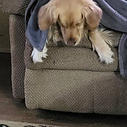 Bella is registered to the contest to win money with this photo: animal, armchair, blanket, brown, carpet, cozy, curious, cute, dog, domestic, floor, furniture, golden_retriever, home, indoor, patterned, pet, relaxed, resting, soft
