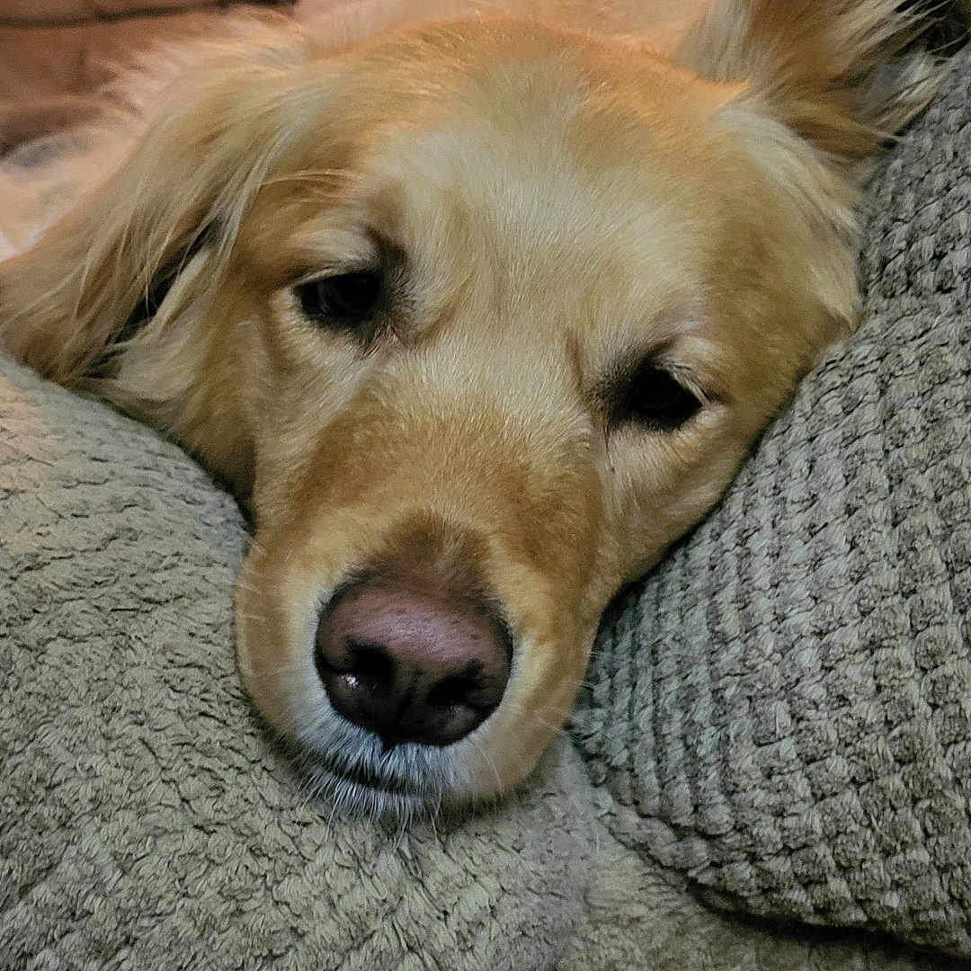 Bella