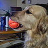 animal, ball, can, carpet, clock, dog, domestic, furniture, golden_retriever, household, indoor, living_room, mammal, mouth, pet, plant, playful, shelf, side_profile, table