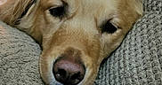 Bella joined the competition — help win amazing prizes! animal, closeup, comfort, couch, dog, ears, face, fur, golden_retriever, home, indoor, living_room, nose, pet, pillow, relaxed, resting, sleepy, snout, texture